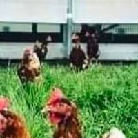 Signalétique extérieure - Les foins du p'tit Gaud