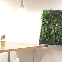 Cadre végétal stabilisé - Oliva Cantina Litasco