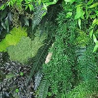 Cadre végétal stabilisé - Oliva Cantina Litasco